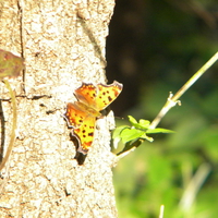 fall butterfly in Nebraska