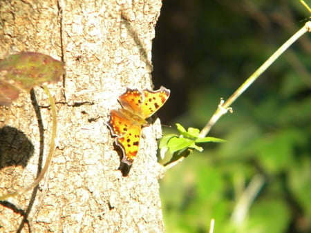 fall butterfly in Nebraska - omaha, nebraska, fall, butterflies