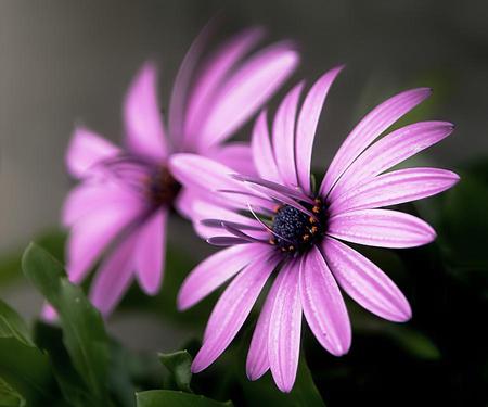 Flower - beauty, colour, beautiful, plant, green, flower