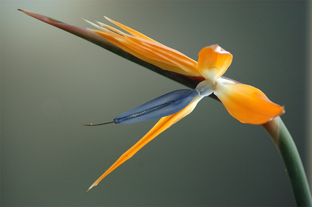 Flower - colour, beautiful, green, beauty, flower, plant