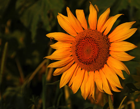 Flower - beauty, colour, beautiful, plant, green, flower