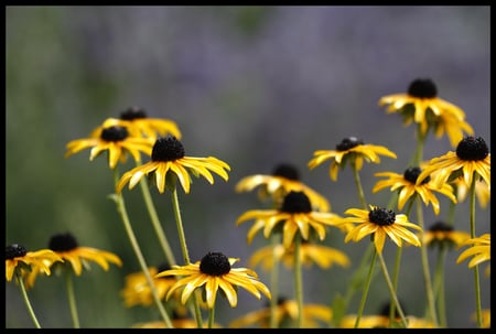 Flower - beauty, colour, beautiful, plant, green, flower