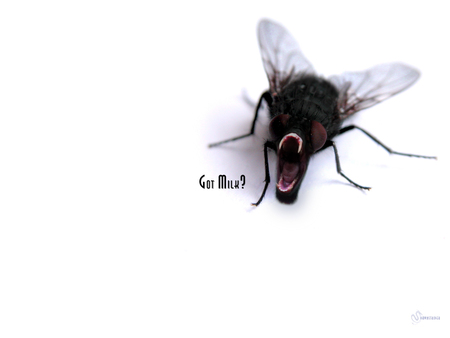 Funny fly - milk, got, fly, funny