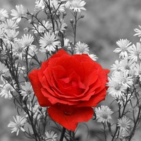 RED ROSE