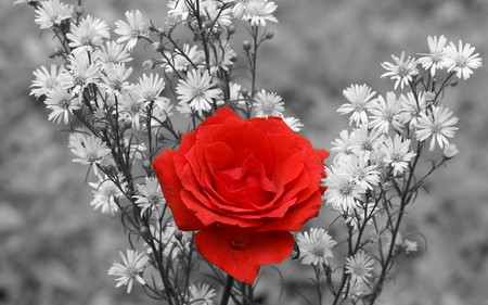 RED ROSE - white, daisy, rose, red