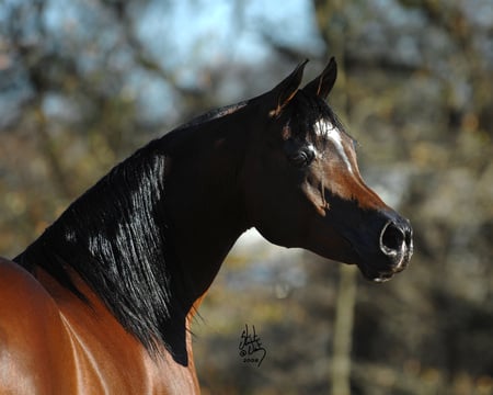 Alert - horses, oriental, arabian, bay