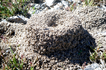 Anthill - big, ants, animals, tower