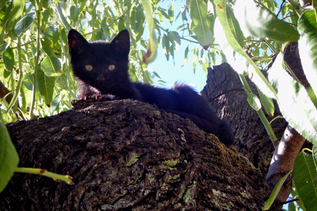 Kitty in almond-tree - almond-tree, black, animals, cats