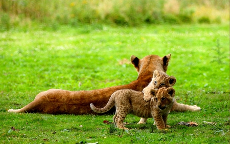 MOMENT OF LOVE - cubs, lioness, playing, field, lion