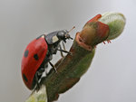 ladybird-hunting-macro