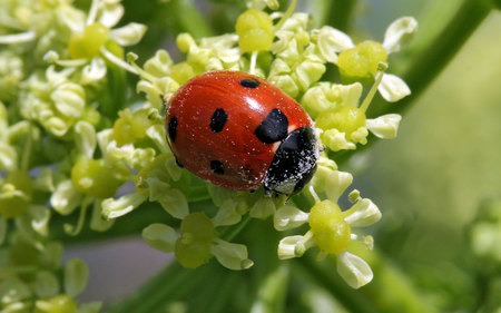 ladybird-covered-pollen - flowers, lady, pollen, other, animals