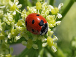 ladybird-covered-pollen