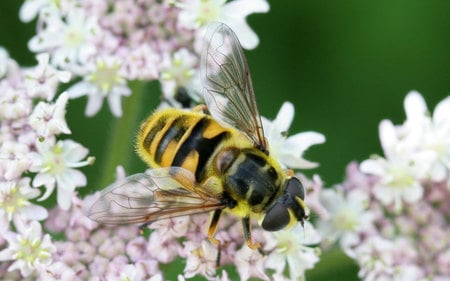 hoverfly-wing-pattern - white, animals, flowers, bee, tree, other