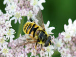 hoverfly-wing-pattern