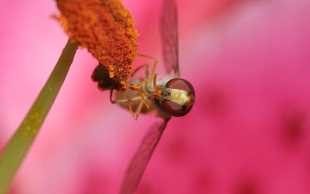 hoverfly-eating-pollen - bee, animals, flowers, pollen, other