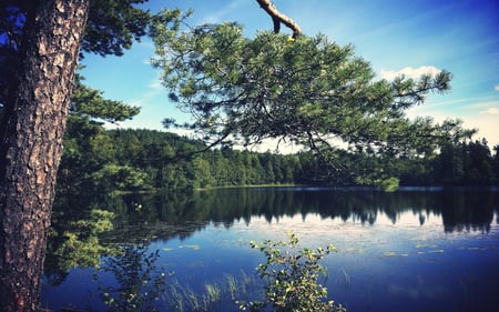 A Little Swedish Lake - lakes, nature, sky, forests, reflection, clouds, blue, beautiful