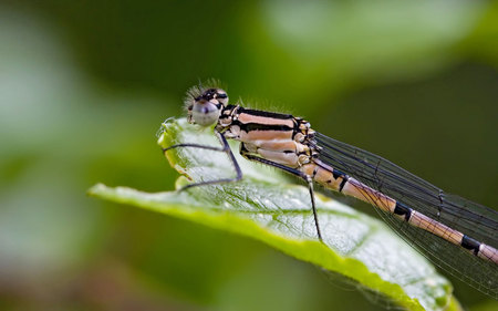 damselfly-on-leaf - animals, flowers, macro, other, damselfly, green