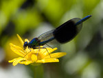 blue-damselfly