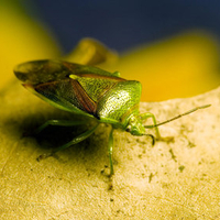 green-beetle