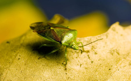 green-beetle - animals, leaf, beetle, macro, other, green