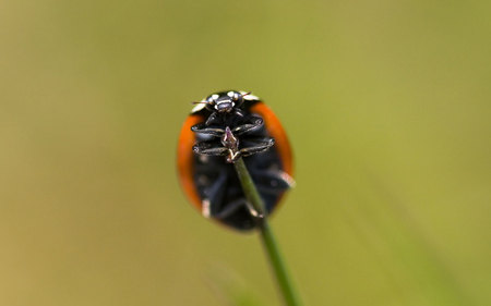 ladybird-grass-stalk - lady, animals, macro, other, grass