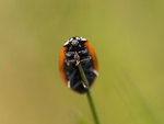 ladybird-grass-stalk