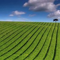 green-striped-field