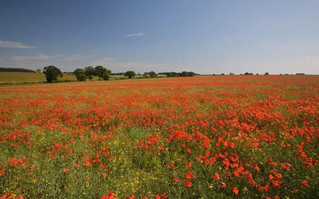 field-of-red-poppies - flowers, forces, nature, red, sky