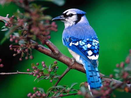 Blue Jay - bird, berries, jay, blue