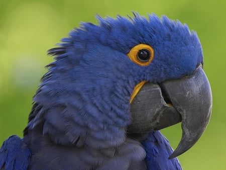 I Can Tell You Till I'm Blue In The Face - hyacith, macaw, parrot, blue