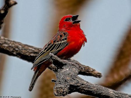 Lady in red - bird, singing, branch, red black and white, tree