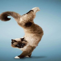 Acrocat