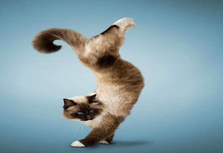 Acrocat - persian, brown tan and black, standing on front legs, cat