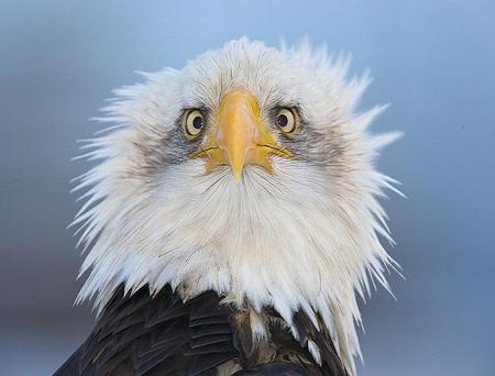 Bad hair day - white and brown, bird, eagle, bald eagle, yellow bill and eyes, feathers