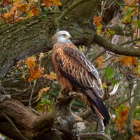 RED KITE in AUTUMN