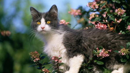 THE BACK YARD EXPLORER - quiet, explorer, adorable, feline