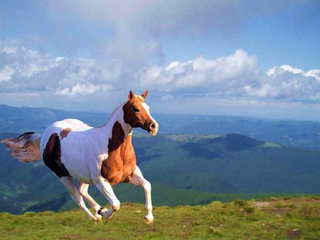 Running free - brown and white, paint horse, hills, blue cloudy sky, mountains, grass