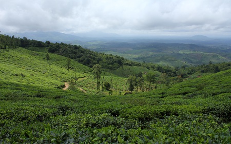 Tea State - plantation, trees, hills, fields, rolling, beautiful, tea, valley, nature, green, mountains, cloudy