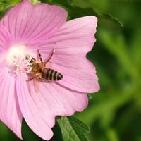 Pink Flower