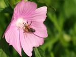 Pink Flower