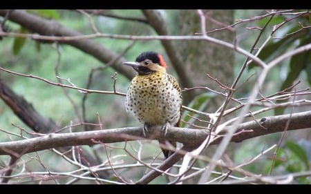 Pajaro Carpintero - branches, birds, wood, plumage, pecker, tree, colorful, animals, wild