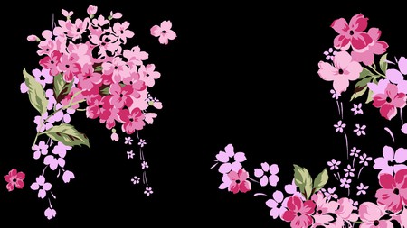 Pink Explosion - widescreen, flowers, abstract, black, floral