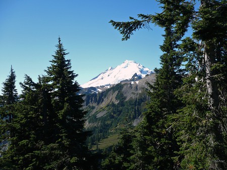 Mount Baker - trees, snow, forest, washington, mountain, sky