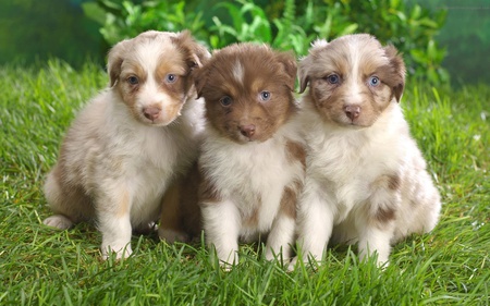 3 CUTE PUPS  FOR YOU KENT ONE - zestful, cute, pups, three