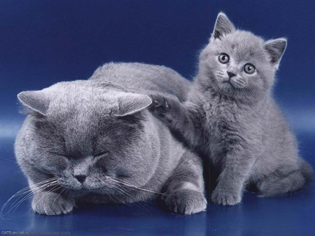 Mother and son - russian blue, cat, mother, sweet, mom