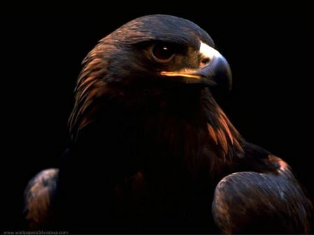 Eagle - animal, black, eagle, bird