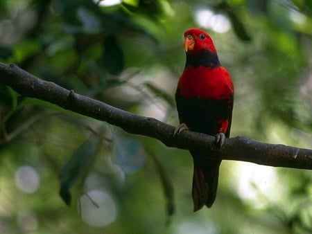 Red parrot - red, forest, animal, bird, parrot