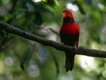 Red parrot