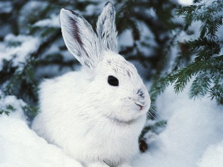 Nice rabbit COPITO - rabbit, rodent, animal, snow, sweet