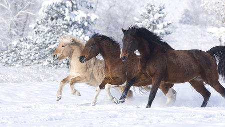 Winters dream - seasons, winter, horses, animals